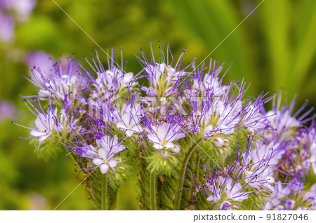 soft flower blossom in a nature garden 91827046