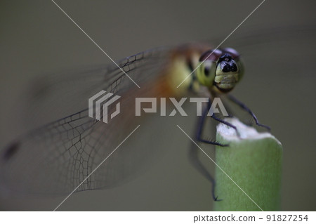 蜻蜓大眼睛四處張望 蜻蜓大眼睛四處張望 91827254