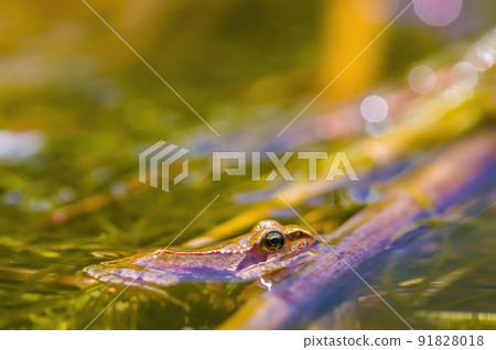 slippery frog in a pond in nature slippery frog in a pond in nature 91828018