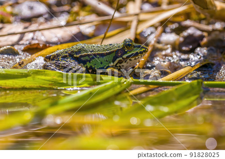 slippery frog in a pond in nature slippery frog in a pond in nature 91828025