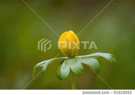 soft yellow flower blossom in a nature garden soft yellow flower blossom in a nature garden 91828083