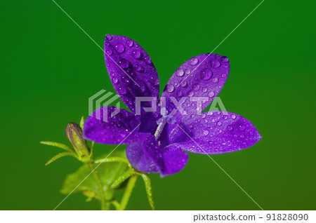 soft flower blossom in a nature garden 91828090
