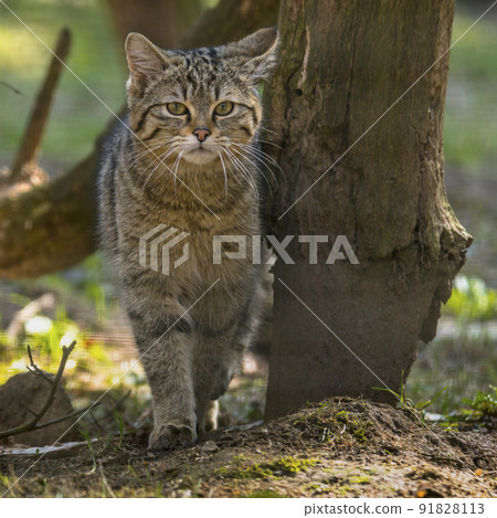 a wild cat in the green season leaf foresta wild cat in the green season leaf forest a wild cat in the green season leaf foresta wild cat in the green season leaf forest 91828113