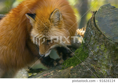 a red fox hunting season in summer lighta red fox hunting season in summer light a red fox hunting season in summer lighta red fox hunting season in summer light 91828114
