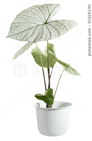 Beautiful yellow pink rose pastel petal isolated on white with clipping path Beautiful yellow pink rose pastel petal isolated on white with clipping path 91828140