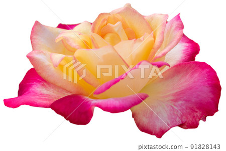 Beautiful yellow pink rose pastel petal isolated on white with clipping path 91828143