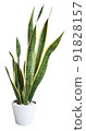 Snake plant,Sansevieria air purify tree  in white flower pot isolated on white with clipping 91828157