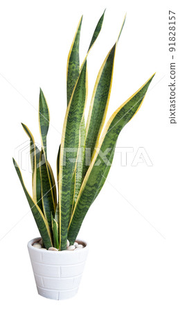 Snake plant,Sansevieria air purify tree  in white flower pot isolated on white with clipping 91828157