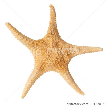 Starfish ocean isolated on white with clipping path 91828158