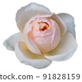 Beautiful yellow pink rose pastel petal isolated on white with clipping path 91828159