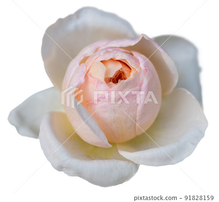 Beautiful yellow pink rose pastel petal isolated on white with clipping path 91828159