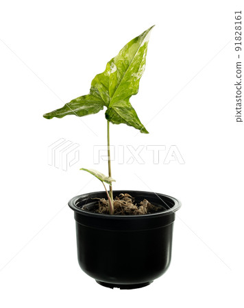 Syngonium podophyllum Variegeted in black pot isolated on white with clipping pth,Air purification trees / Variegeted plants Syngonium podophyllum Variegeted in black pot isolated on white with clipping pth,Air purification trees / Variegeted plants 91828161