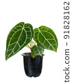 Anthurium Clarinervium plant exotic heart leave decoration house plant in black pot isolated on white with clipping path 91828162