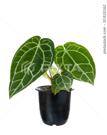 Anthurium Clarinervium plant exotic heart leave decoration house plant in black pot isolated on white with clipping path Anthurium Clarinervium plant exotic heart leave decoration house plant in black pot isolated on white with clipping path 91828162
