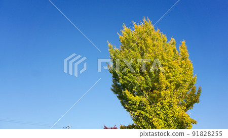 晴朗的天空和一棵銀杏樹 晴朗的天空和一棵銀杏樹 91828255