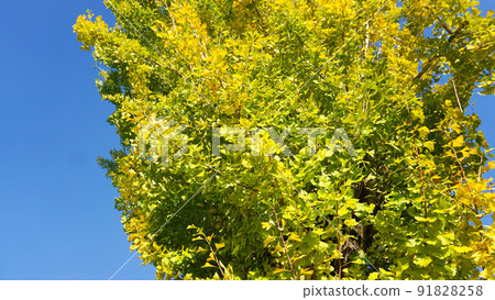 晴朗的天空和一棵銀杏樹 晴朗的天空和一棵銀杏樹 91828258