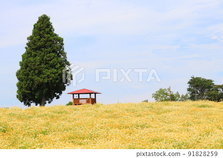 藍天和洋甘菊田 91828259