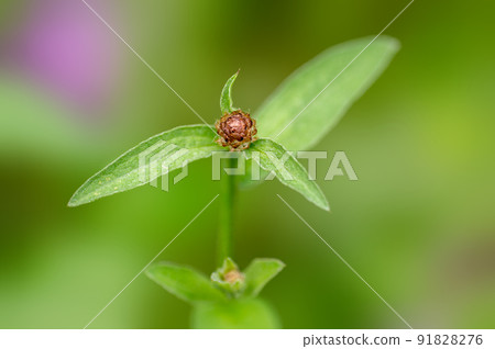 vigorous cornflower bloom in the morning light vigorous cornflower bloom in the morning light 91828276