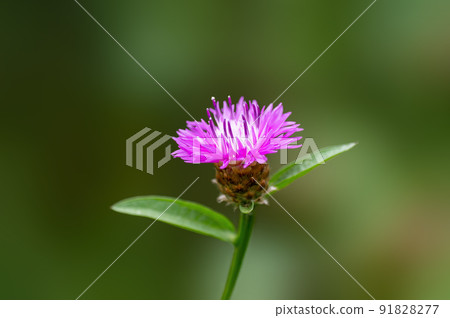 vigorous pink cornflower bloom in the morning light 91828277