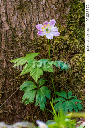 delicate purple wood anemone flowers in a forest 91828572
