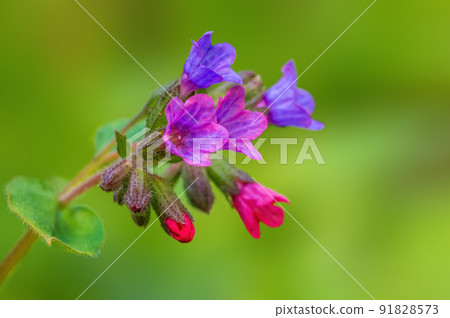 vigorous purple lungwort flowers in the morning light vigorous purple lungwort flowers in the morning light 91828573