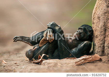 lying west african chimpanzee relaxes lying west african chimpanzee relaxes 91828732