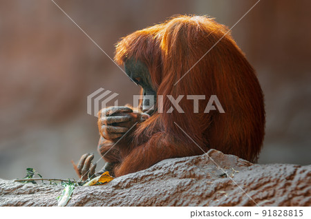 orangutan mother cares for her baby 91828815