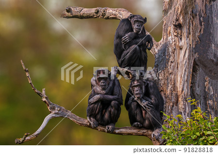 3 west african chimpanzee sitting in a tree 3 west african chimpanzee sitting in a tree 91828818