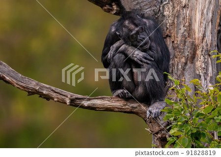 sitting west african chimpanzee relaxes sitting west african chimpanzee relaxes 91828819