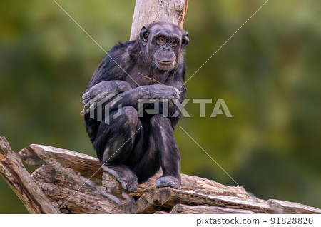 sitting west african chimpanzee relaxes 91828820