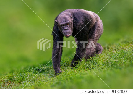 west african chimpanzee airs through a meadow west african chimpanzee airs through a meadow 91828821
