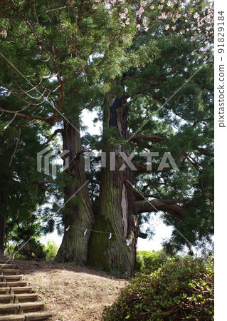 山梨縣笛吹市加長山一本杉 91829184