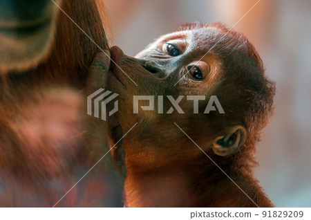 young orangutan child sucks milk from his mother's breast young orangutan child sucks milk from his mother's breast 91829209