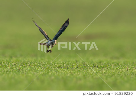 a buzzard flies over a green field a buzzard flies over a green field 91829220