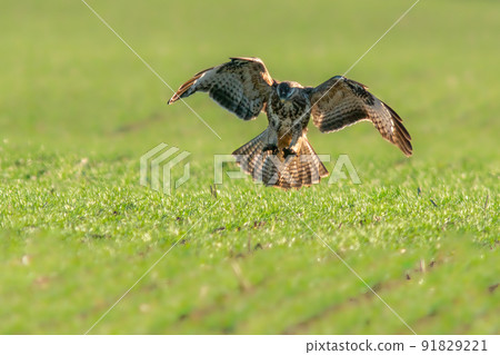 a buzzard flies over a green field a buzzard flies over a green field 91829221