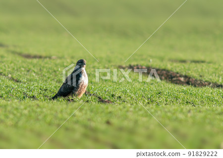 a Buzzard sits on a green field in spring a Buzzard sits on a green field in spring 91829222
