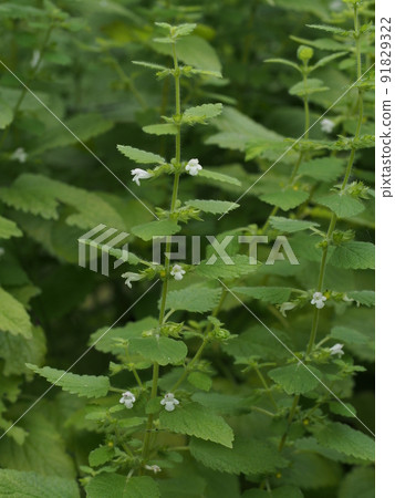 Lemon balm flower 91829322