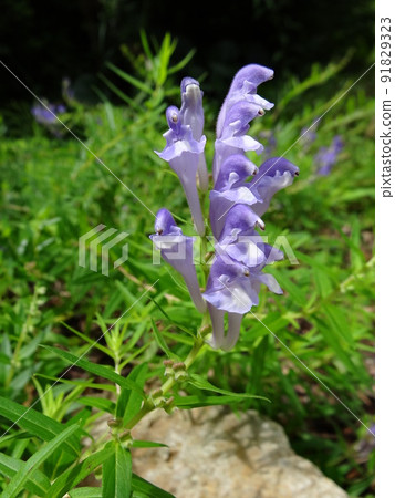 Kokanebana flower Kokanebana flower 91829323