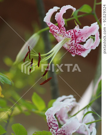 Lilium speciosum flower Lilium speciosum flower 91829324