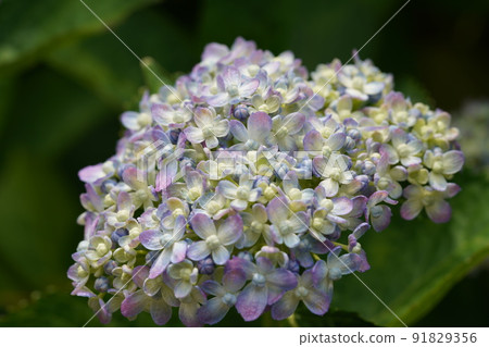 繡球花的繡球花 繡球花的繡球花 91829356