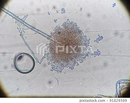 發霉的孢子像棉花糖 91829389