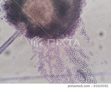 向上流出的黴菌孢子 91829392
