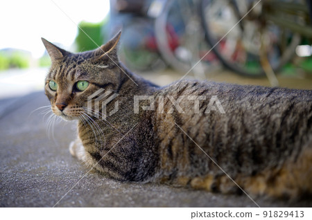 A photo of a Kijitora cat in a bicycle storage 91829413