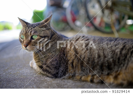 A photo of a Kijitora cat in a bicycle storage A photo of a Kijitora cat in a bicycle storage 91829414
