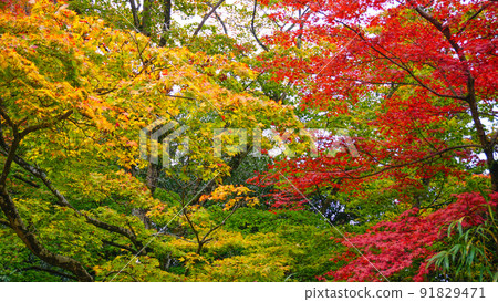 Autumn leaves and Engyoji Temple 91829471