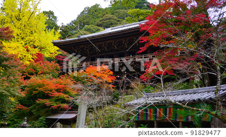 Autumn leaves and Engyoji Temple 91829477