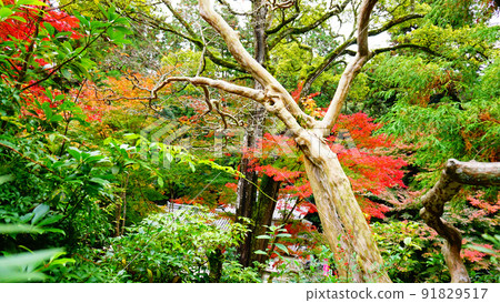 秋葉和圓教寺 秋葉和圓教寺 91829517