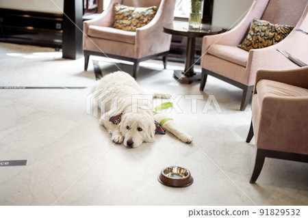 Dog lying on the floor in lobby of some hotel 91829532