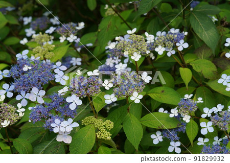 Yamah繡球花 91829932