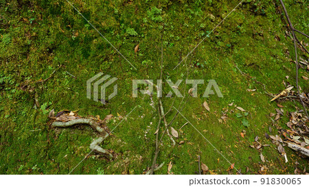 Texture for moss background on the approach Texture for moss background on the approach 91830065